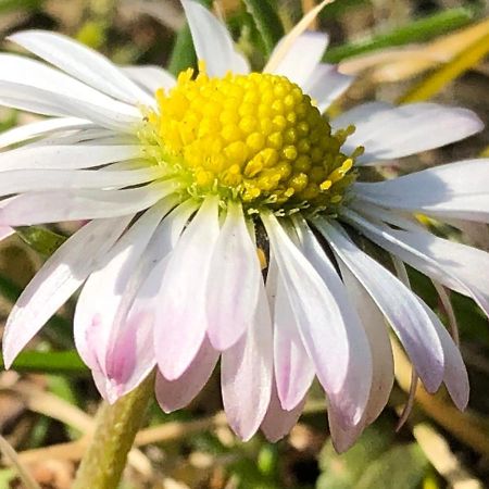 Agroturystyka Czekaj Przy Suntago Lublinow Dış mekan fotoğraf